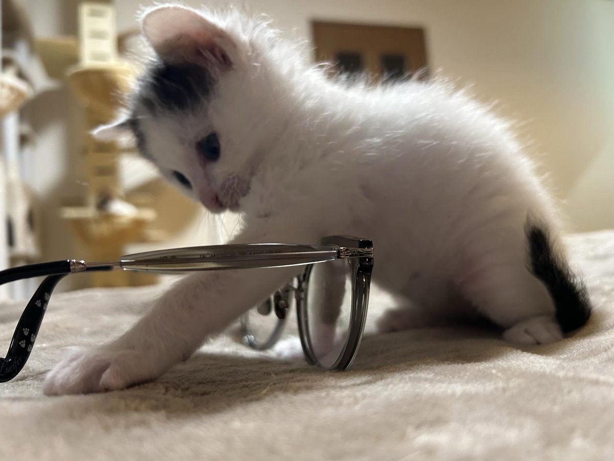 🐾🐱アニマルプラネットランド🐱🐾 tweet media