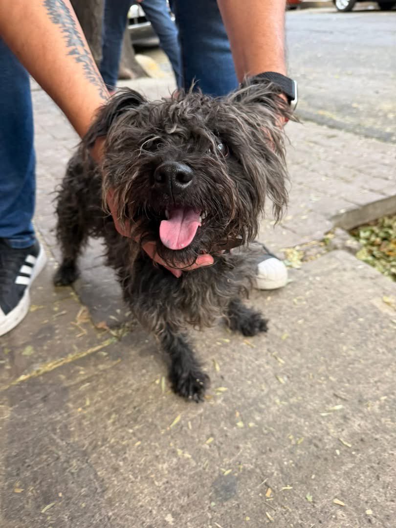 comeonaline's tweet photo. Hoy encontramos a este perrito perdido en la calle Lago Valencia, colonia Argentina Antigua, Alcaldía Miguel Hidalgo en CDMX. Tiene collar de piel pero sin placa. Es dócil y parece joven. Por favor RT para encontrar a sus dueños. #perrosperdidos #cdmx https://t.co/k8SX2VgCrb