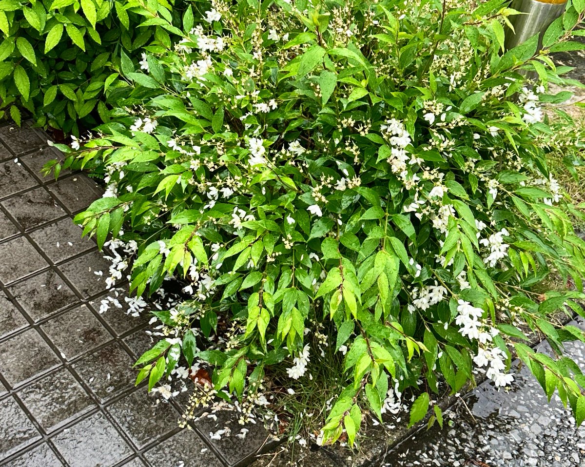 吉田裕子(国語講師) tweet media