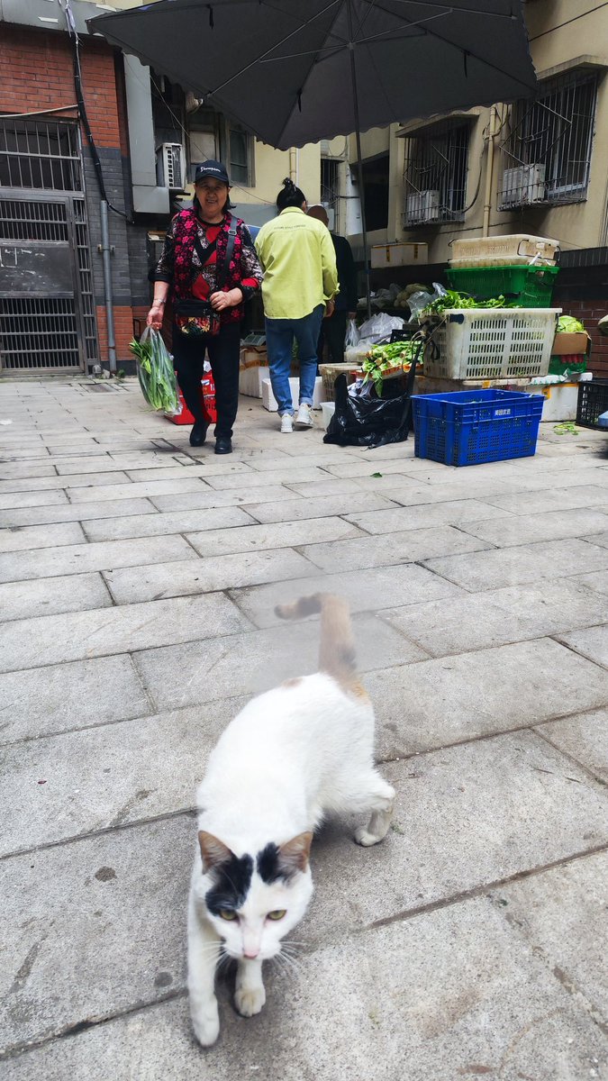 もずったー 4/29-5/3🇨🇳荊州重慶成都 tweet media