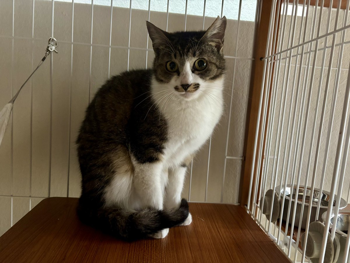 保護猫シェルター泥猫倶楽部 tweet media