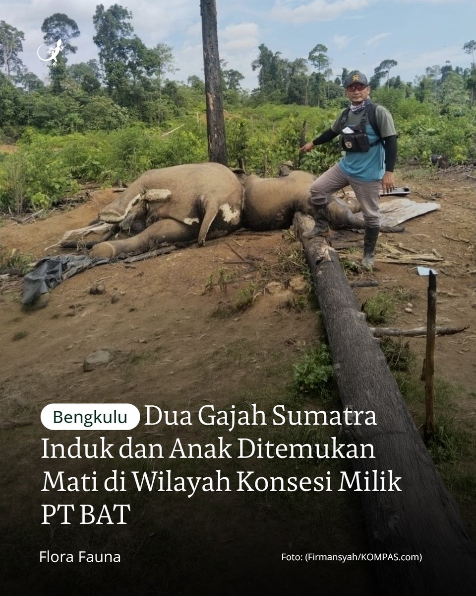 Mongabay Indonesia tweet media