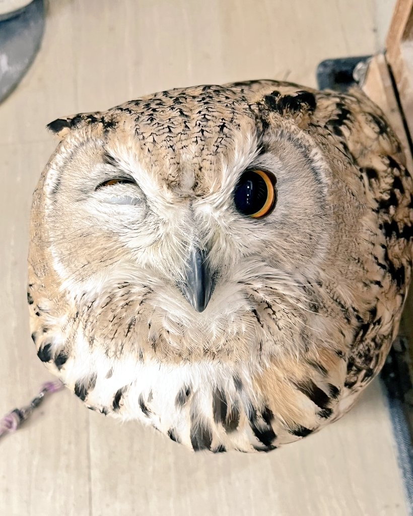 ふくろうの集うカフェQuill @中崎町🦉 tweet media