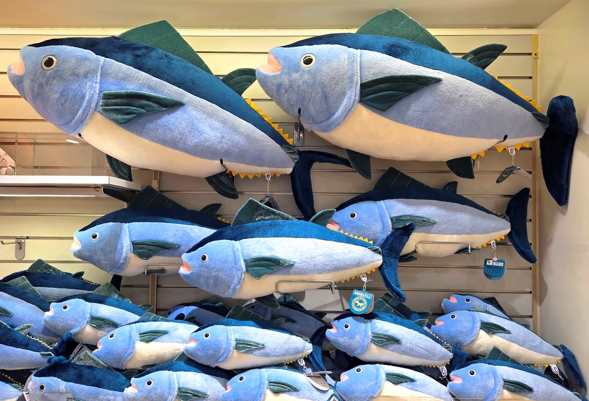 🐟ギフトショップから商品のご紹介🐟

クロマグロ2L　11,000円（税込）
クロマグロM　 4,400円（税込）
クロマグロS　  2,200円（税込）

クロマグロ2Lの大きさは、ご来園の際にぜひご確認ください👀
#かさりん #tslp_g