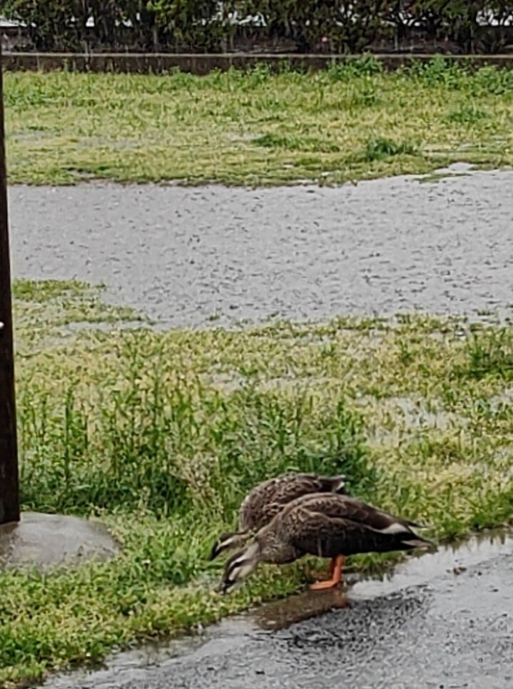bowwow0316's tweet photo. 今朝の散歩🦮

久しぶりの大雨で公園はたっぷりとした水たまりができていました。さすがに、だ〜れもいないなぁ💧と思ってよく見たら・・・
カモさんのつがい🦆🦆

雨も気にせずのんびりといいね〜👍 https://t.co/CZw9oSzzCm
