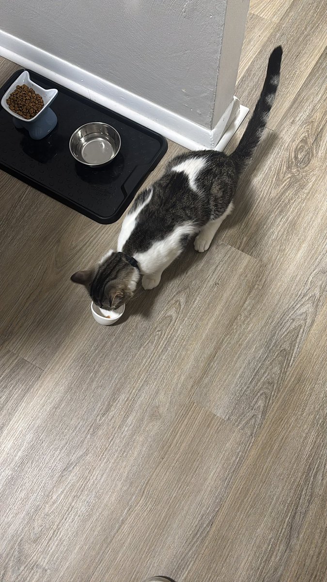 Lilsibbs's tweet photo. Love my Remy aka my little chef he’s named after ratatouille 😁 https://t.co/UGofcDxvr0
