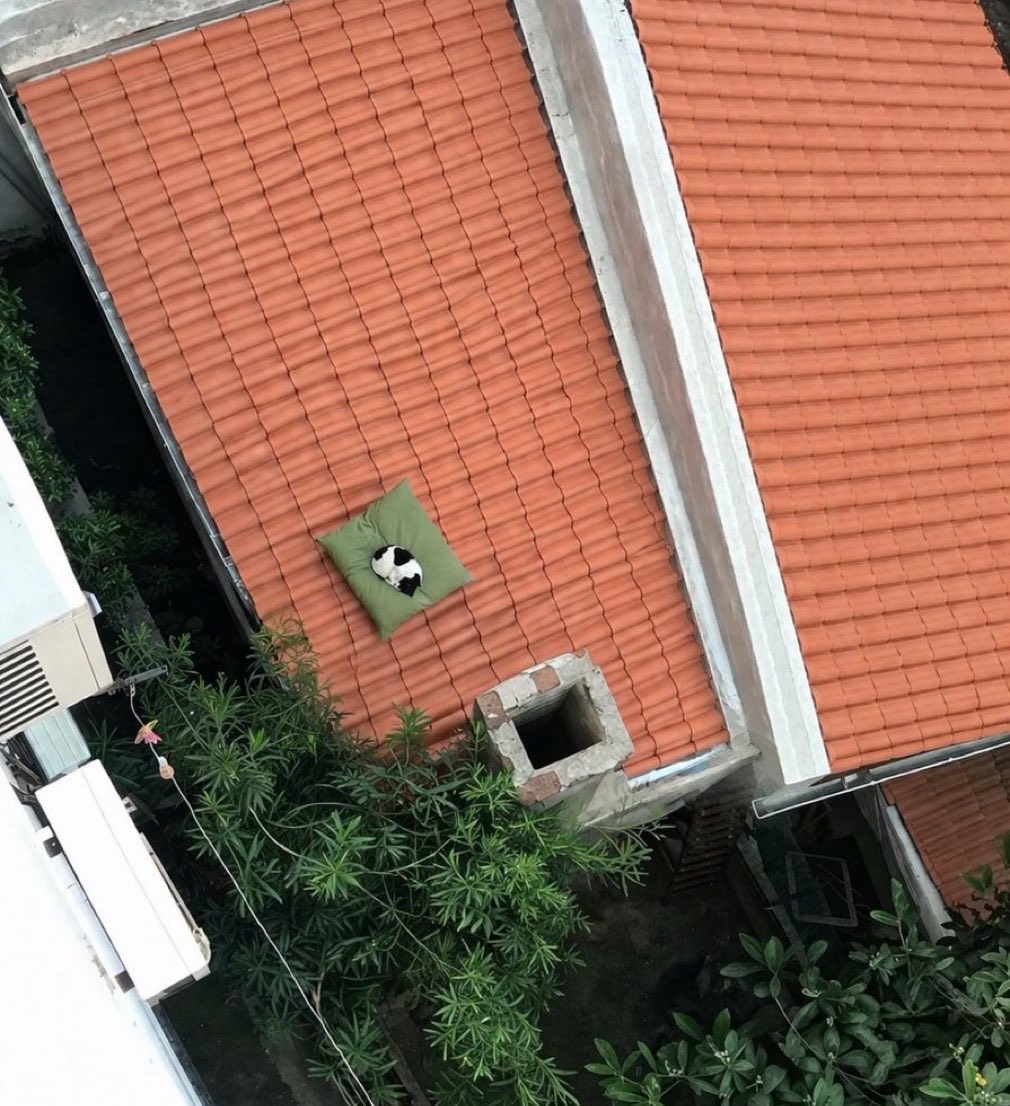 隣の家の屋根の上に落としてしまったクッションは、もう次の持ち主が決まったみたい…