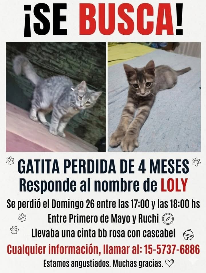 Fundación De Gatitos tweet media