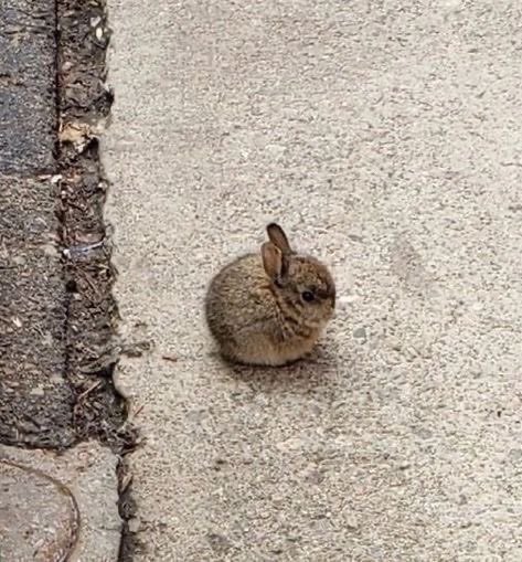 Rabbit tweet media