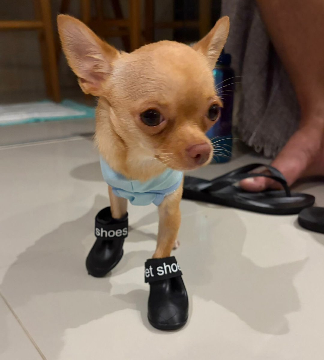 bíanca tweet media
