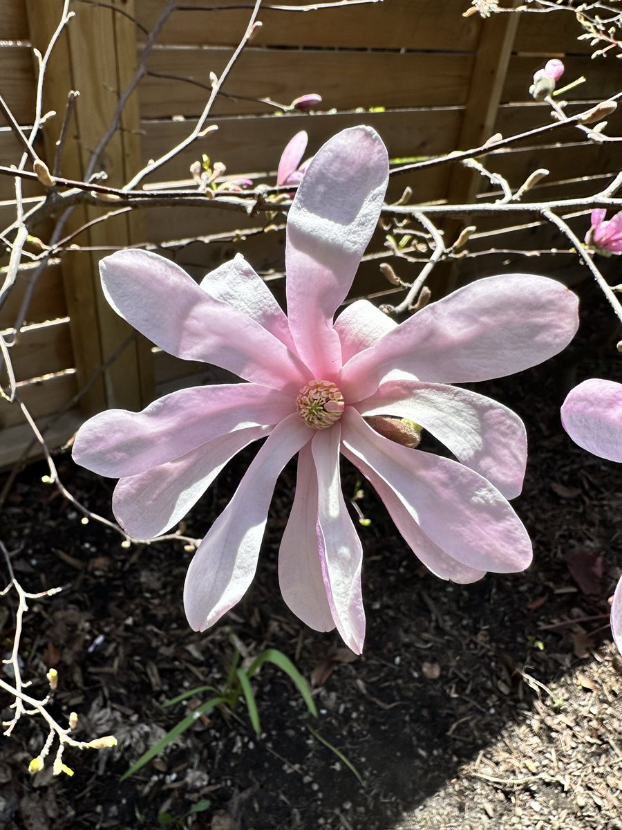IHrzina's tweet image. Magnolia. I believe this is “Leonard Messel” but I can’t be sure as I lost the plant tag long ago #gardening #toronto 😂 🌺