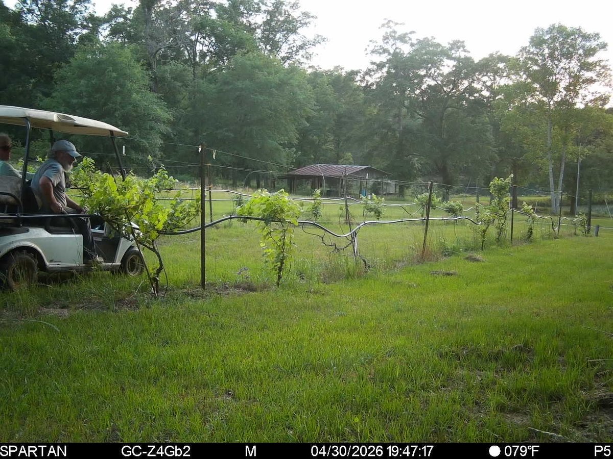 Dragon Springs Farm tweet media