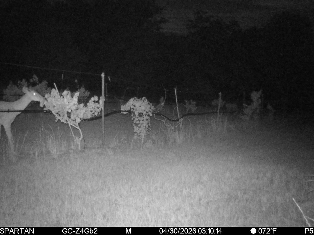 Dragon Springs Farm tweet media