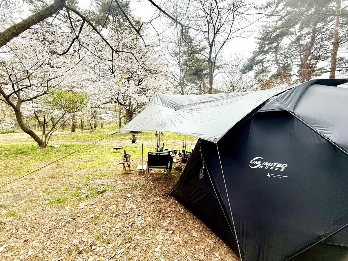 jewelina69's tweet photo. ここはフリーサイトなので、桜を目の前に見られるようにテントを設営⛺️
もしもの時☔️に備えて今回はタープも。
広い公園は至る所に桜が咲いています🌸
もちろん炊事場とトイレの近くに陣取って😉
#群馬キャンプ
#お花見キャンプ
#ひするまキャンプ場
#桜満開
#G2000 https://t.co/hOiNpcUJ93