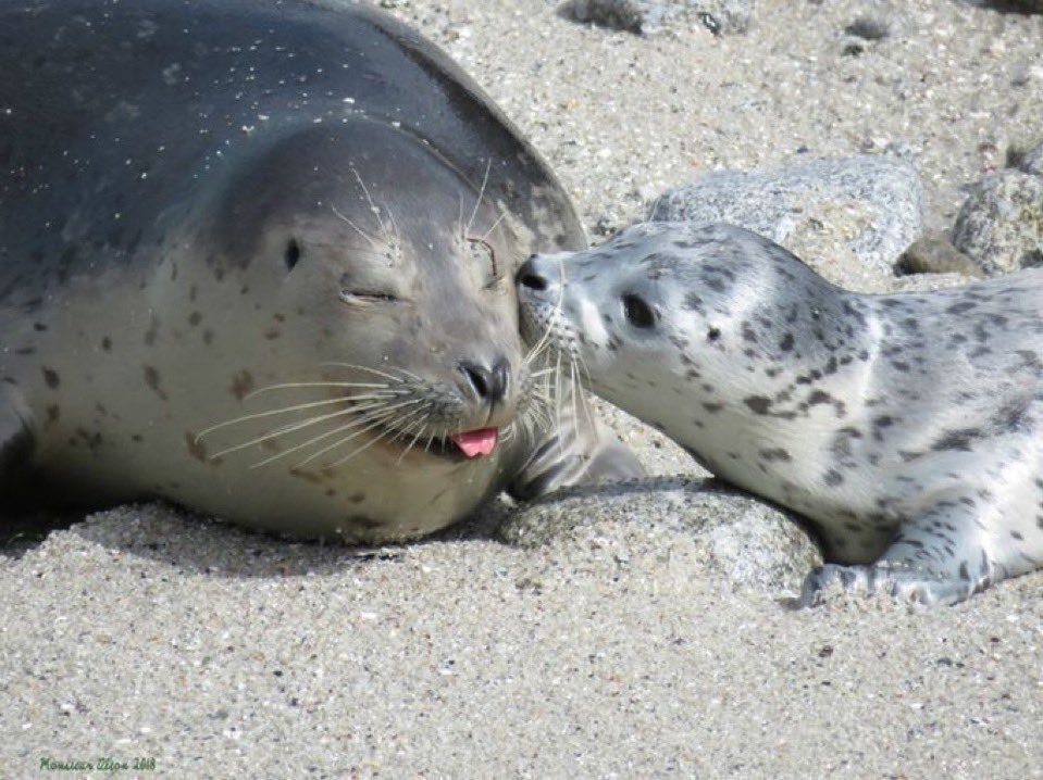 Seal, tweet media