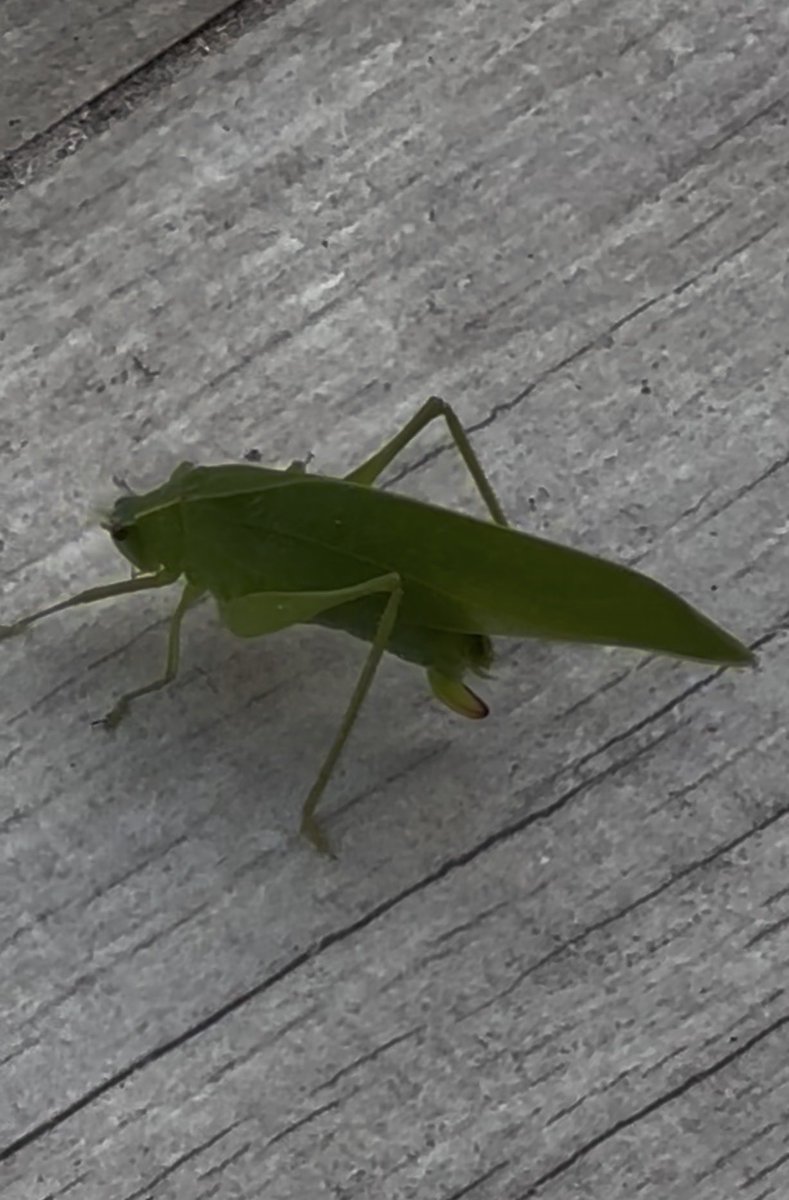 Omgitskelly6's tweet image. There’s never a shortage of wildlife in Florida 🐛 🕷️ 🦎 
#InsectThursday