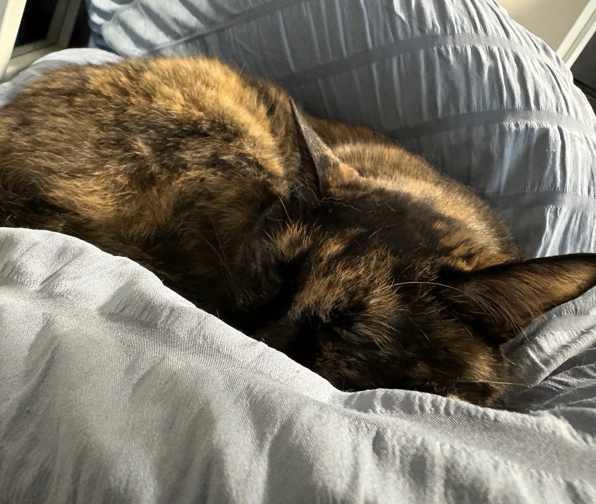 猫と犬と飼い主 tweet media