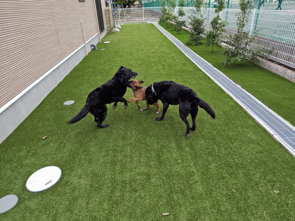 (公式)公益社団法人 日本聴導犬推進協会 tweet media