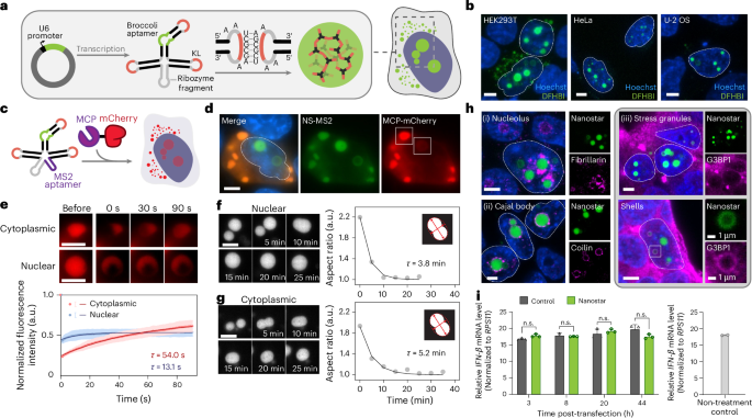 Waggoner Lab tweet media