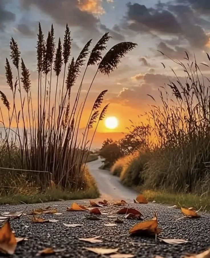 letstravel923's tweet image. Chasing sunsets on quiet roads… where every step feels like peace. 🌅🍂

#SunsetVibes #PeacefulMoments #NatureLovers