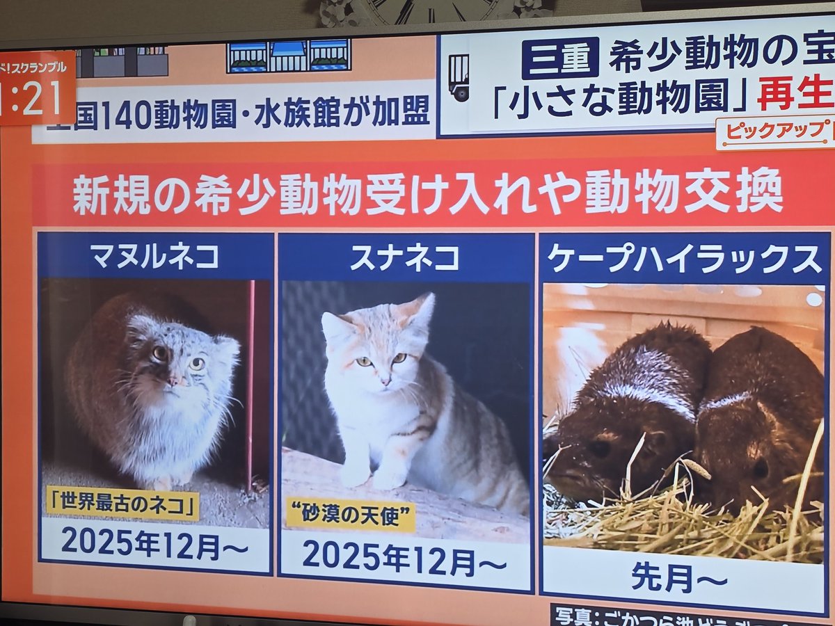 辺鳥📸 tweet media