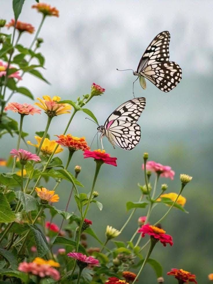 NatureBySolara tweet media