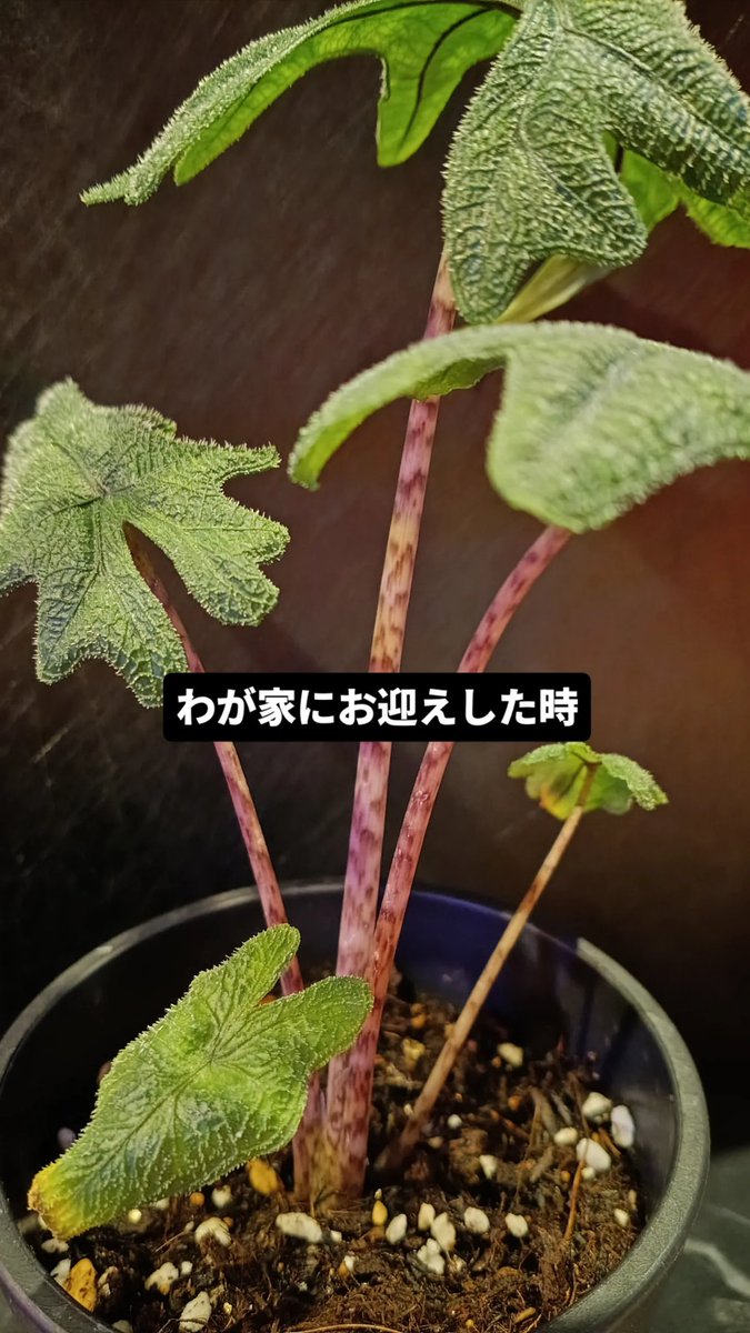 Bossari21's tweet photo. わが家の観葉植物
2週間前にお迎えした🪴アロカシアジャックリン
新しい神龍(新芽)が芽吹きました
まだ茎はシマシマになってないけどね
ほんまこの子カッコイイ男前さんやわ〜

#観葉植物 
#アロカシアジャックリン
#神龍
#カッコイイ
                 https://t.co/HAJSukcRwl https://t.co/ATANaN5tkx
