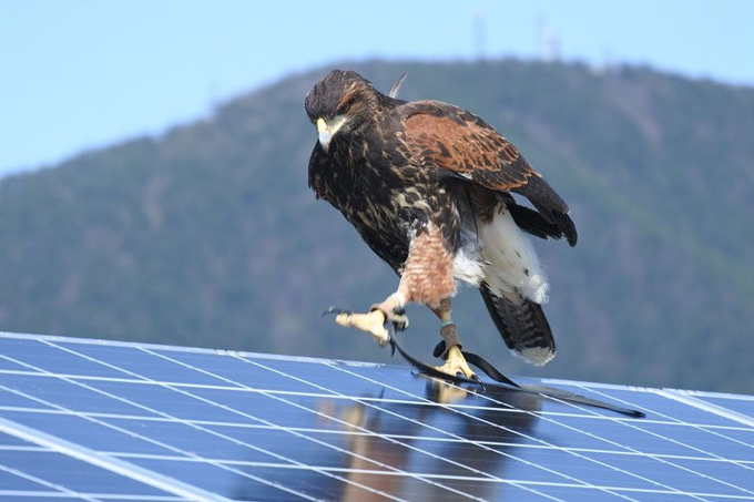 Rainmaker1973's tweet image. Fun fact.

Japan employs falconers at solar farms.

Crows attack solar power plants with stones, and the only effective way to keep crows away is to deploy falcons. One trained falcon making 60 attack sorties a day can protect 100,000 solar panels from vengeful crows.