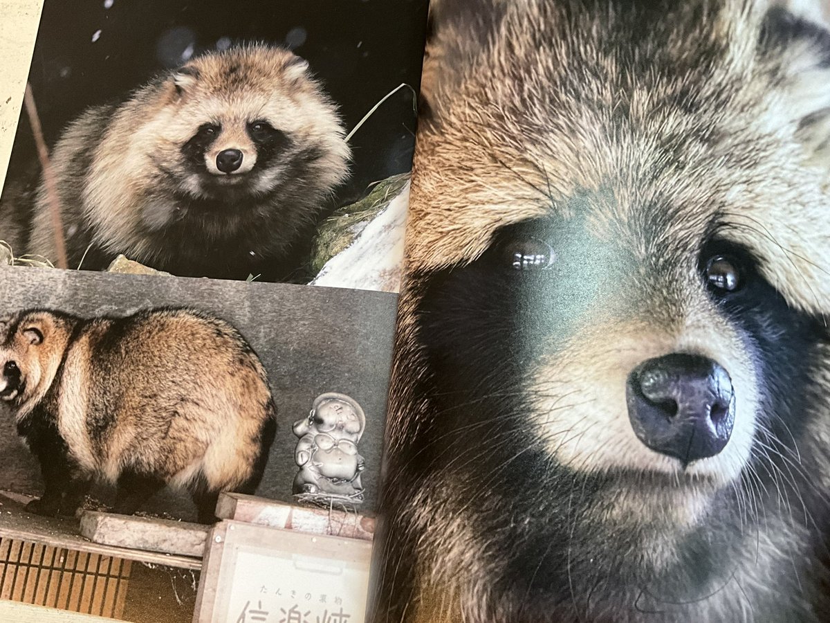 SotonekoJapan's tweet photo. 『タヌキまるごとBOOK』本日発売です。取材を重ねるなかで、ファンの皆さんがタヌキに惹かれる理由が少しわかった気がします。かなり盛りだくさんな内容になりました。皆さまにどう受け取っていただけるのか、楽しみです。（少し緊張もしておりますが……）
#タヌキまるごとBOOK #今泉忠明 #辰巳出版 https://t.co/8bfukI5wnp