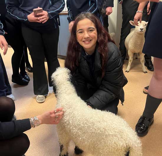 Bangor_Academy's tweet photo. Lambing season!
Mrs Gibson brought three beautiful lambs for Pet Club’s most popular meet and greet of the year. Look at Reggie’s curly coat! https://t.co/DVVnFak7iQ