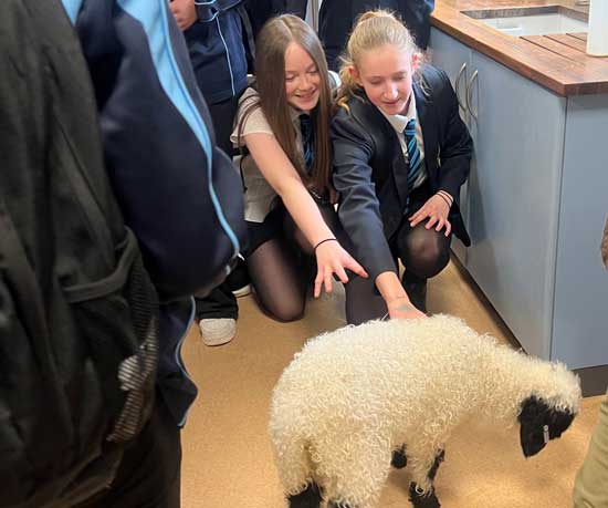 Bangor_Academy's tweet photo. Lambing season!
Mrs Gibson brought three beautiful lambs for Pet Club’s most popular meet and greet of the year. Look at Reggie’s curly coat! https://t.co/DVVnFak7iQ