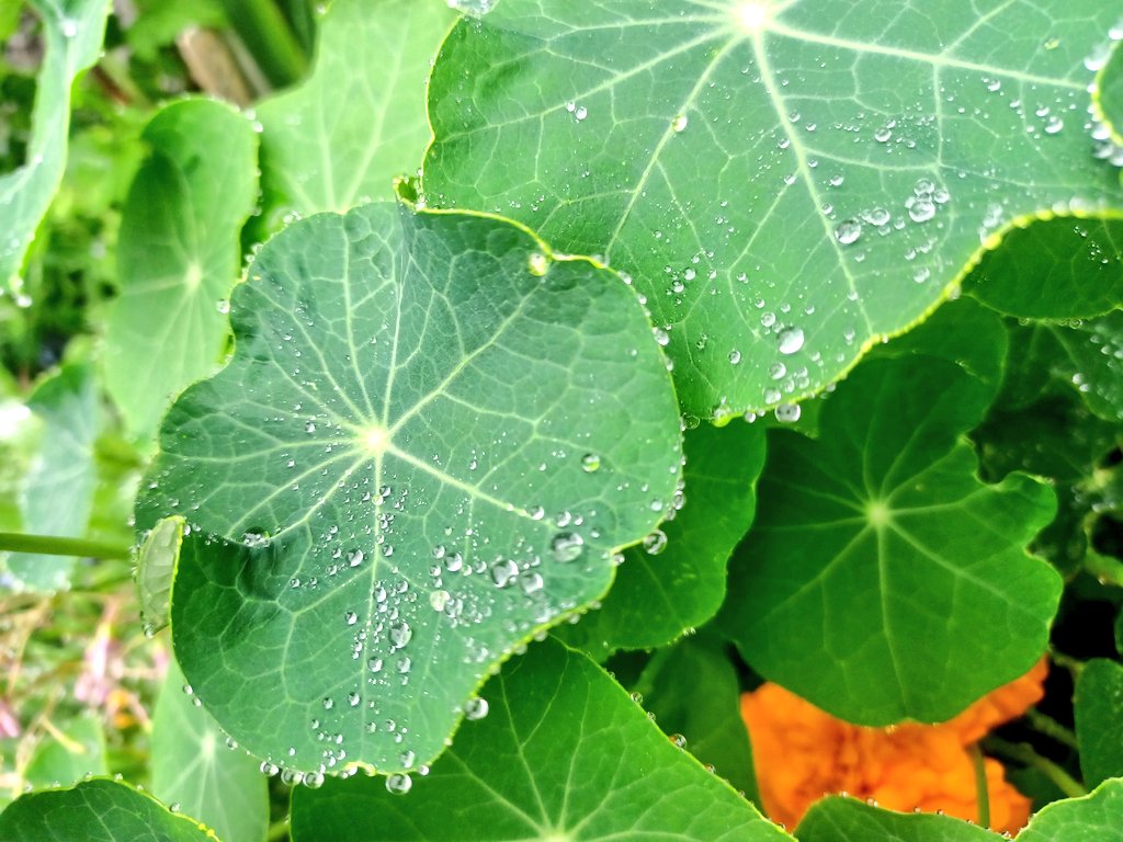 カエルが傘として使ってそうな
葉っぱです(​ *´꒳`*​)💓
