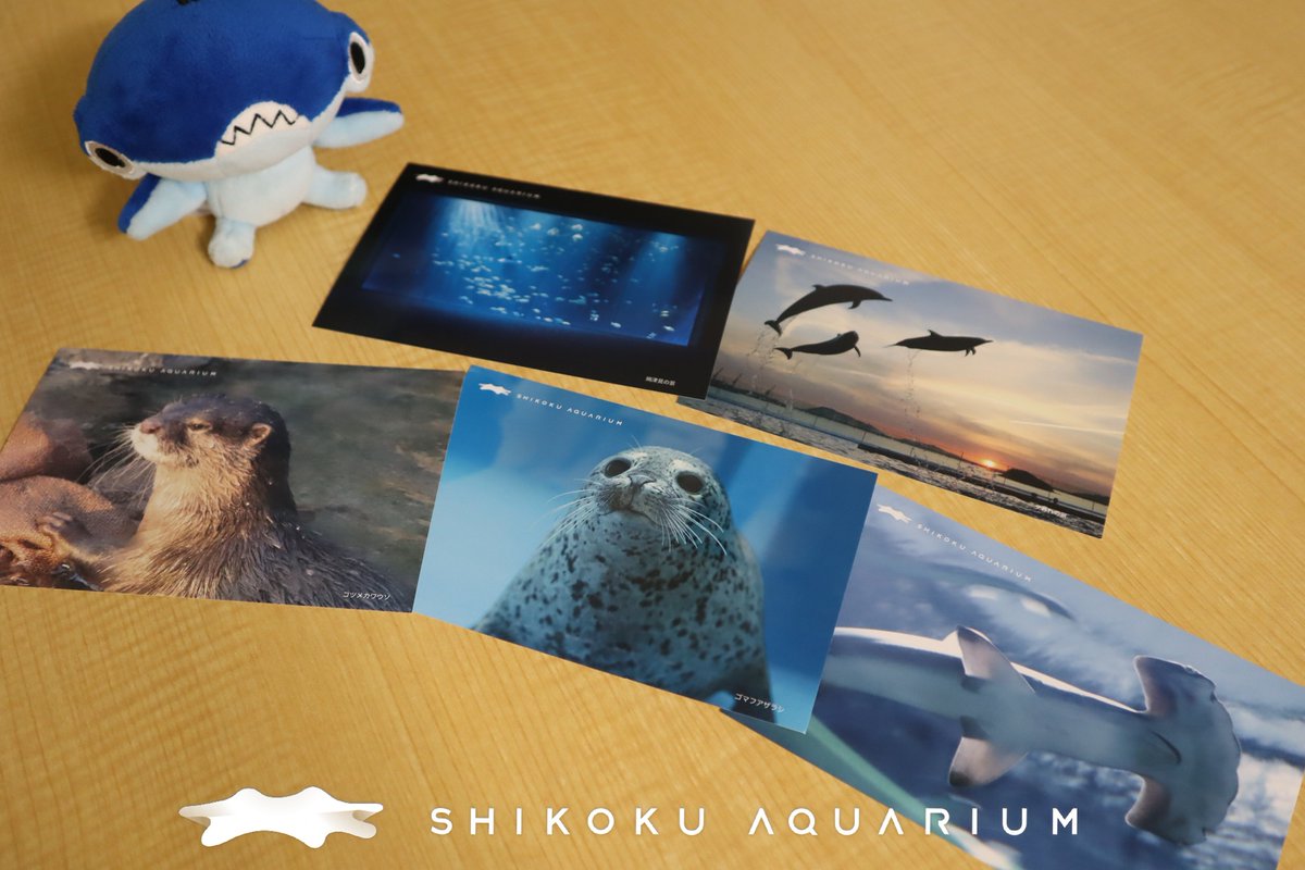 四国水族館 【公式】 tweet media