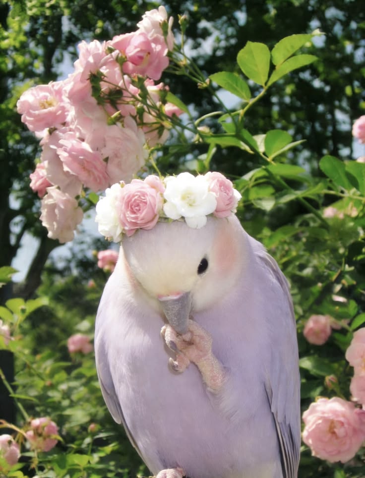 🍃🕊️ tweet media