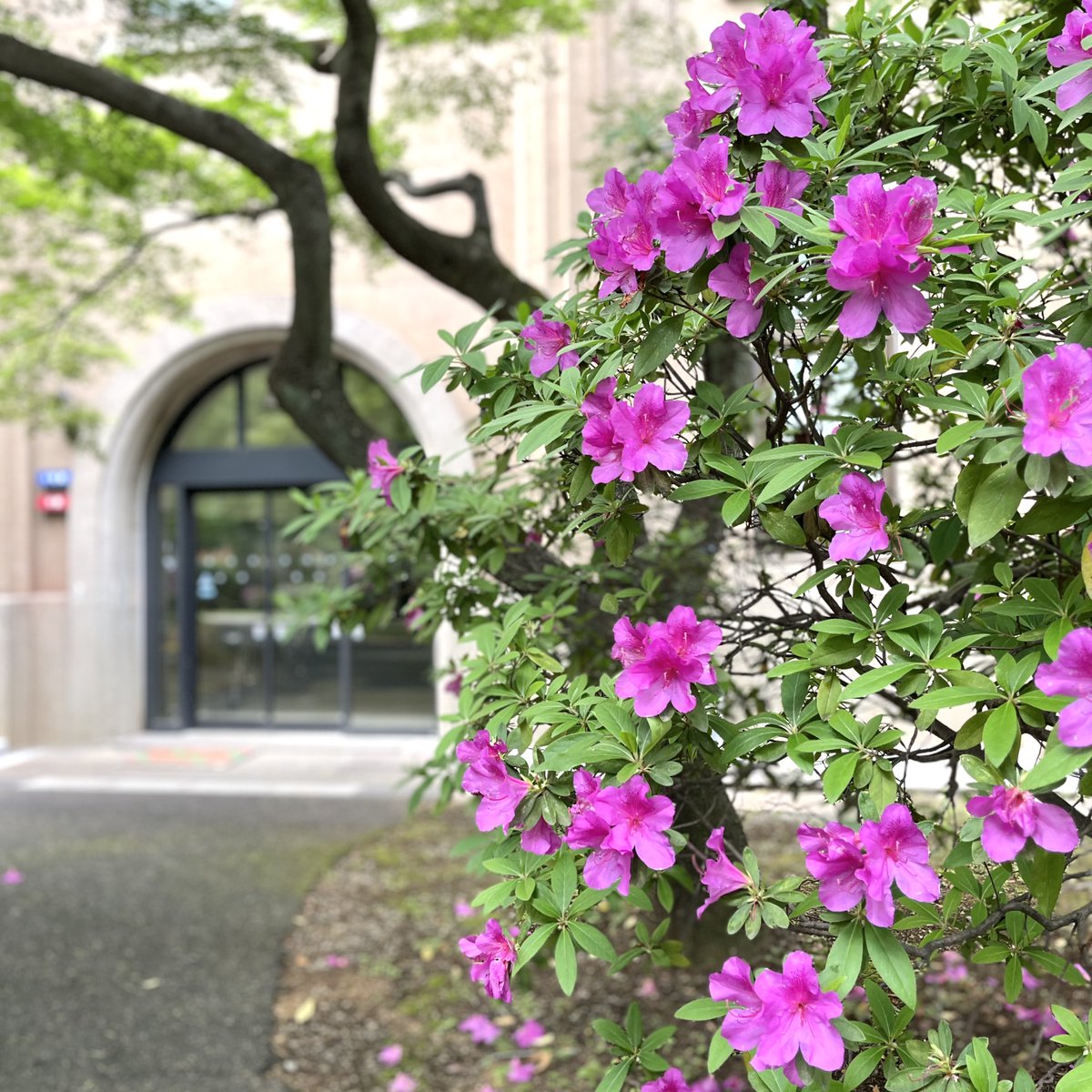 学習院大学 国際文化交流学部 tweet media