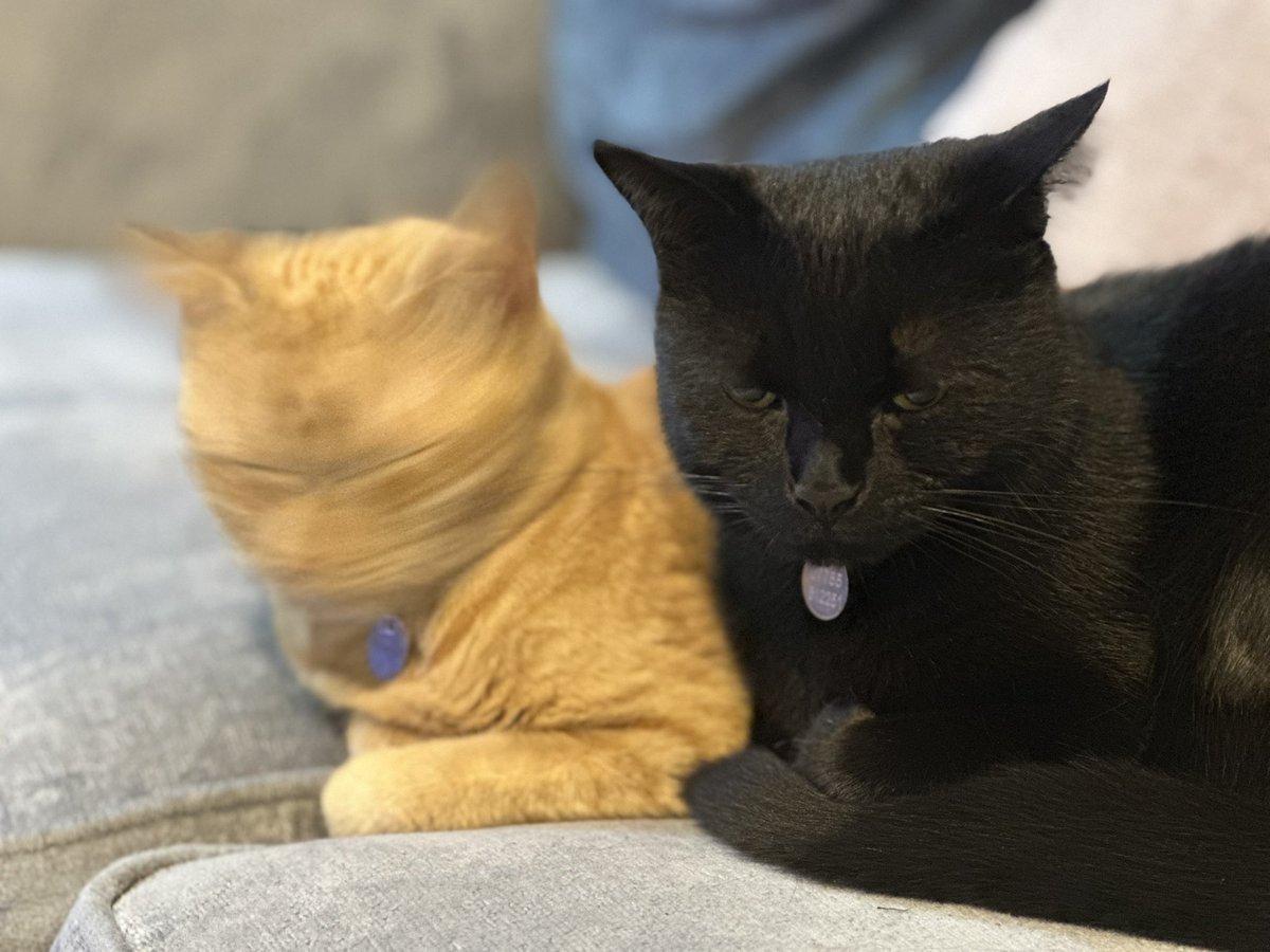 Milo and Fizz, Geordie Cats tweet media