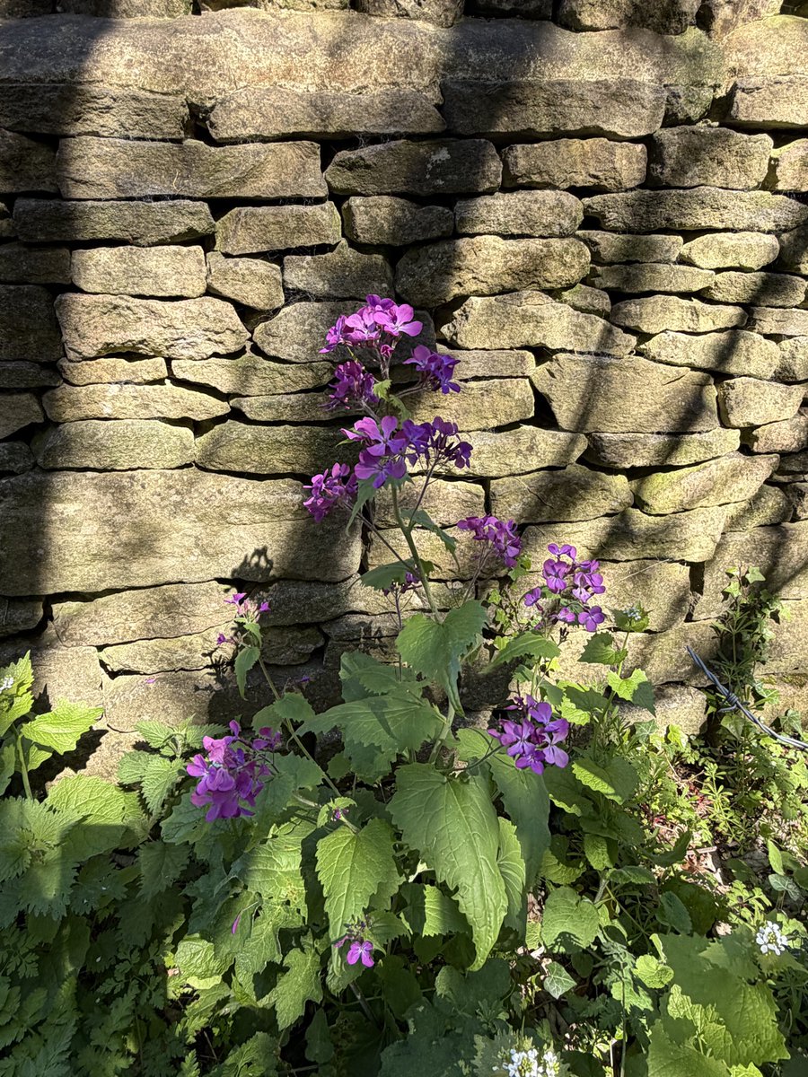 Cazlar123's tweet image. Honesty….. honestly #SpringFlowers #FlowersOnFriday