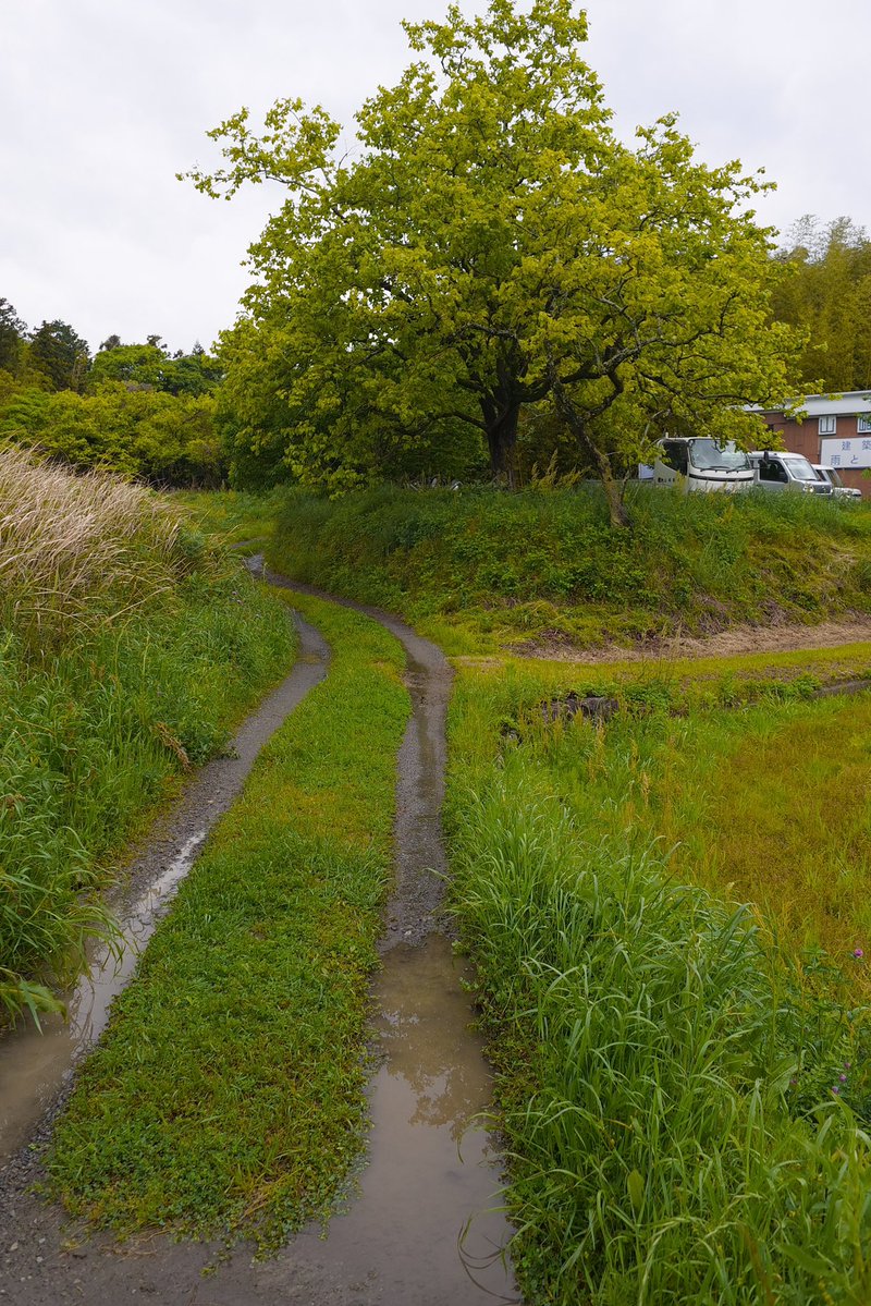 yamsan's tweet image. YAMPHOTO, SIGMA BFとLeica ELMARIT-TL 18mm F2.8 ASPH. シルバーと市道と轍にできた水たまりに写る柿の木と
yamphoto.blogspot.com/2026/05/sigma-…

#sigma
#sigmabf
#Leica
#ELMARIT
#ELMARIT18mm
#ELMARIT18mmF28
#nagatocity
#長門市