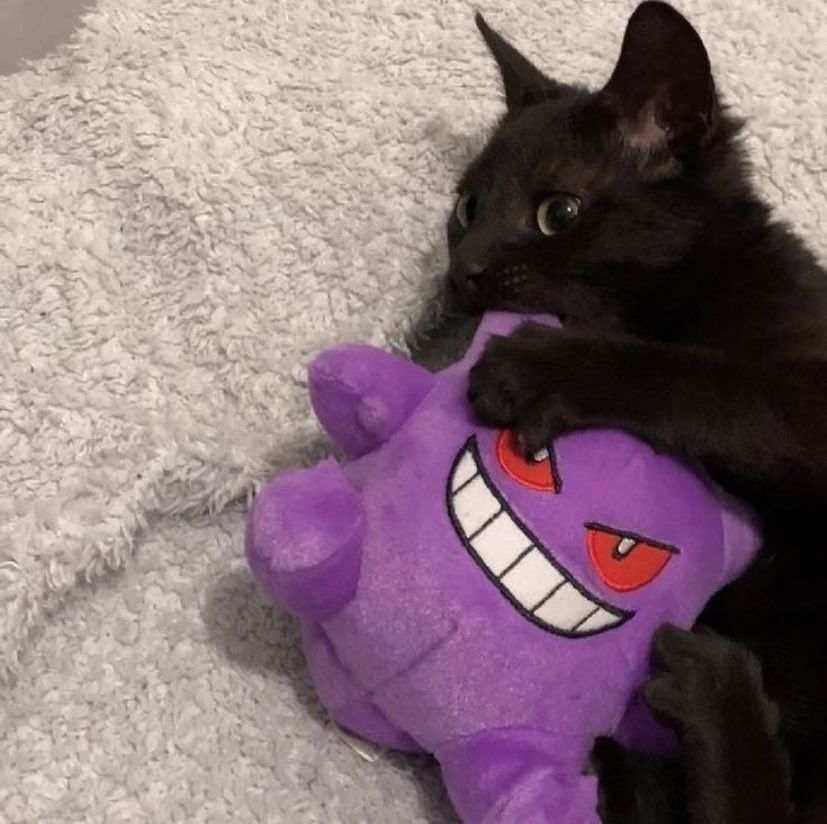 he loves his gengar plush