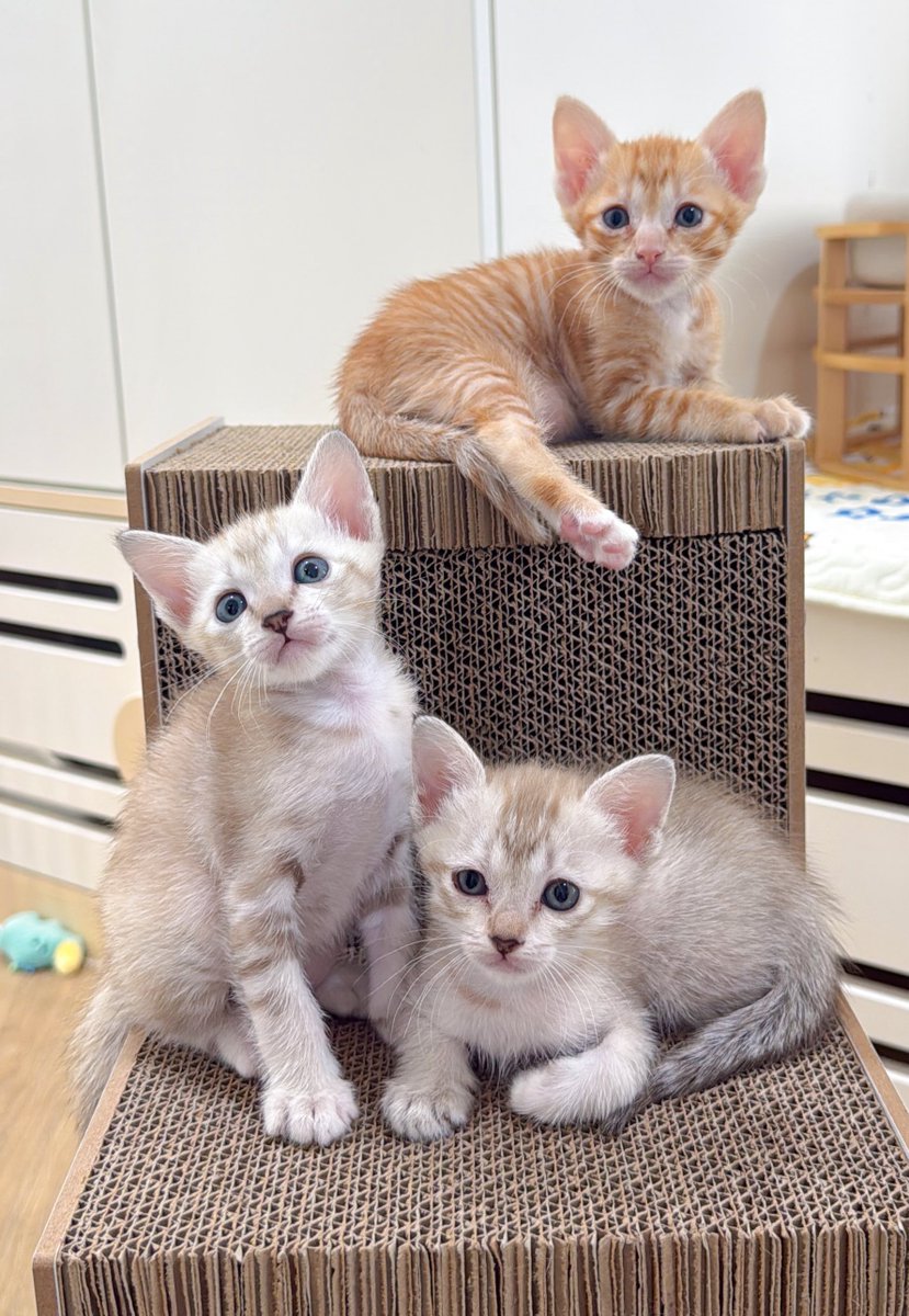 🏠 หาบ้านที่อบอุ่นให้น้อง แจน จูน และ ออกัส ค่า
- น้องย้ายบ้านได้ตอนอายุประมาณ 3 เดือน
- ทางเราจะตรวจโรคและฉีดวัคซีนรวมให้ 1 เข็มก่อนย้าย
- สามารถมารับหรือให้จัดส่งได้ตามตกลง (คัดคนที่อยู่ใกล้และพร้อมก่อนนะคะ กทม. ปริมณฑล)
- รับคู่ หรือ รับทั้ง 3 ตัว จะพิจารณาเป็นพิเศษ
-
