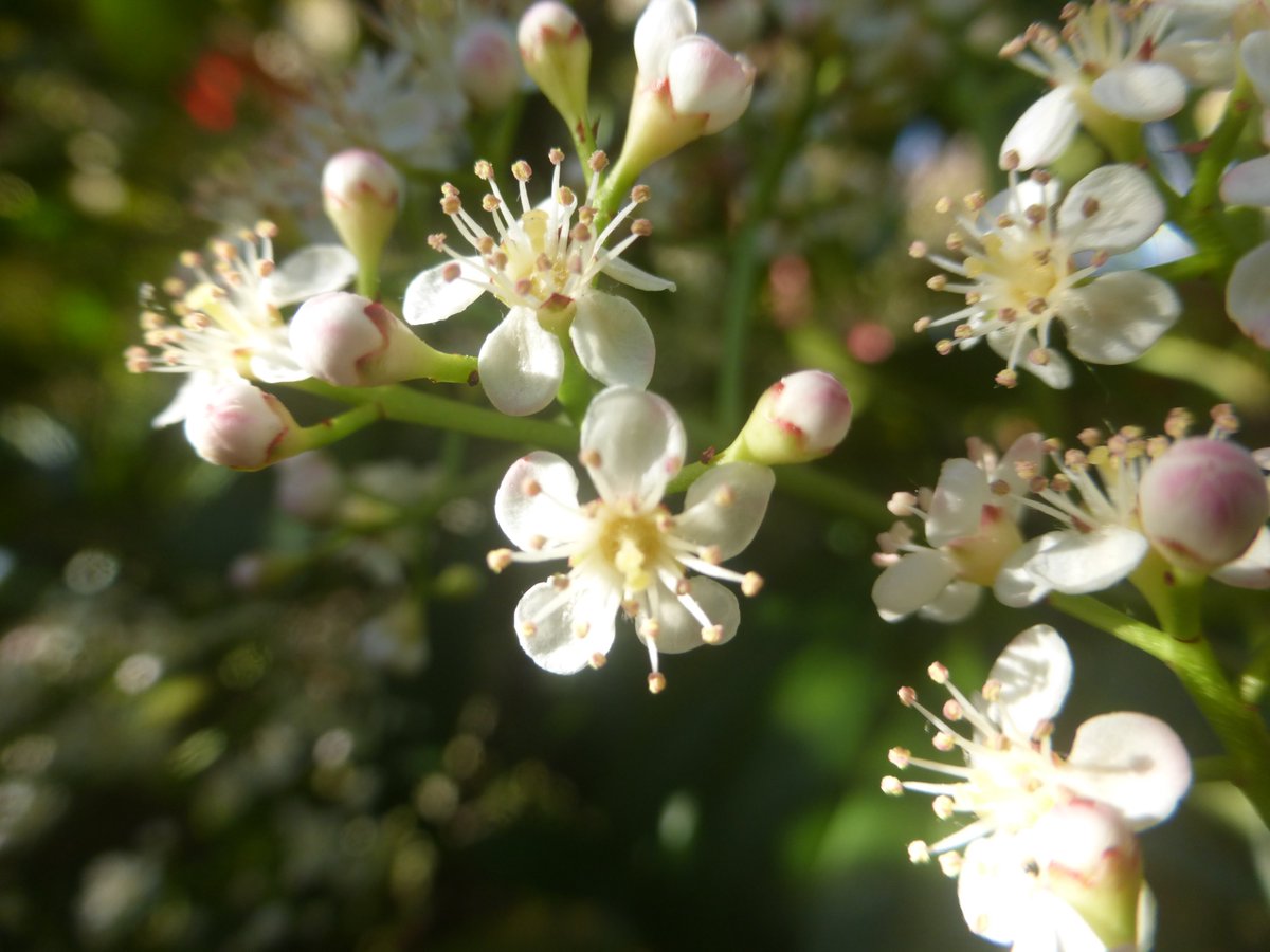 dvanduuren1's tweet image. Good ☀️
-  Sunny - Morning,        

Have a Great Day !       

#GoedemorgenNederland #KNMI #haveaniceday #goodmorning #WeatherUpdate #Sunny #Sunnyday #Blossom #SpringVibes #GardenLife #Tuintweet