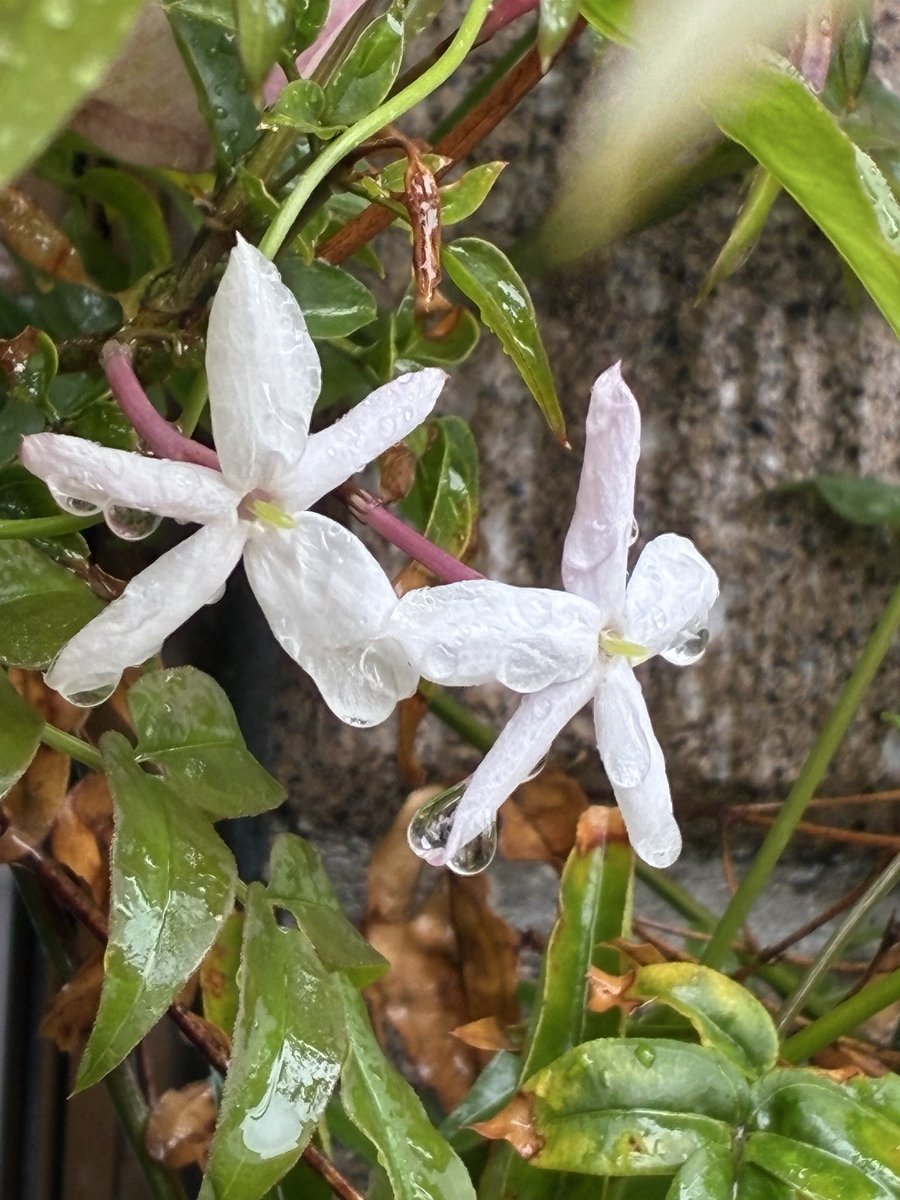 ジャスミンの花が咲き始めた。芳香が漂うのも近い