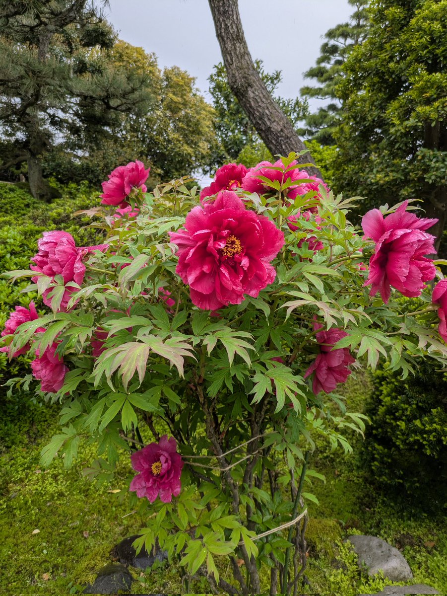 keiko3038's tweet photo. 牡丹(陽明門)🏵️牡丹は２種類同時に咲いて楽しめます🏵️#牡丹
#ガーデンライフ #花木 #マイガーデン https://t.co/CUACdNSEEE