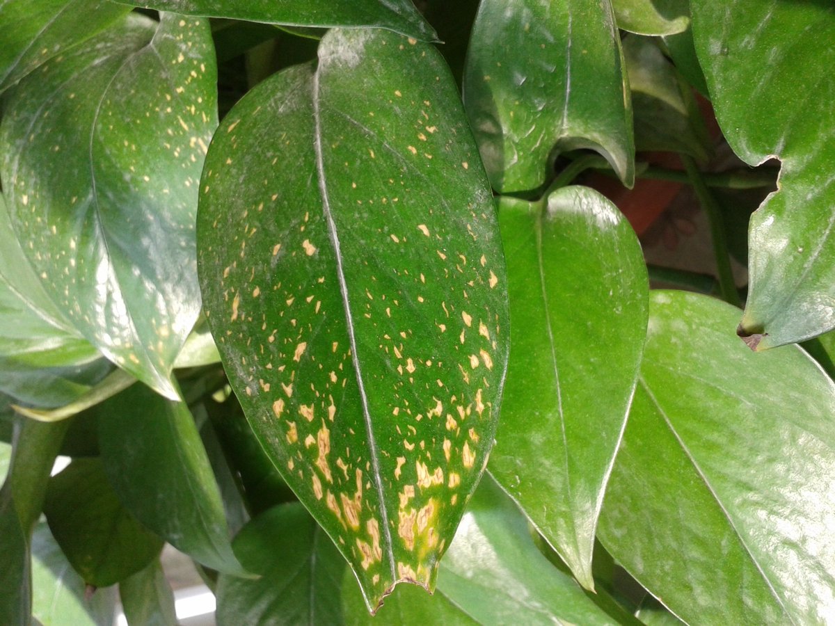 saimondnx's tweet image. Pothos Pro Tip: Let soil dry 1-2 inches deep before watering—yellow leaves = overwatered, crispy edges = thirsty! Bright indirect light = happy vine. #PlantParent101 #EasyPlants