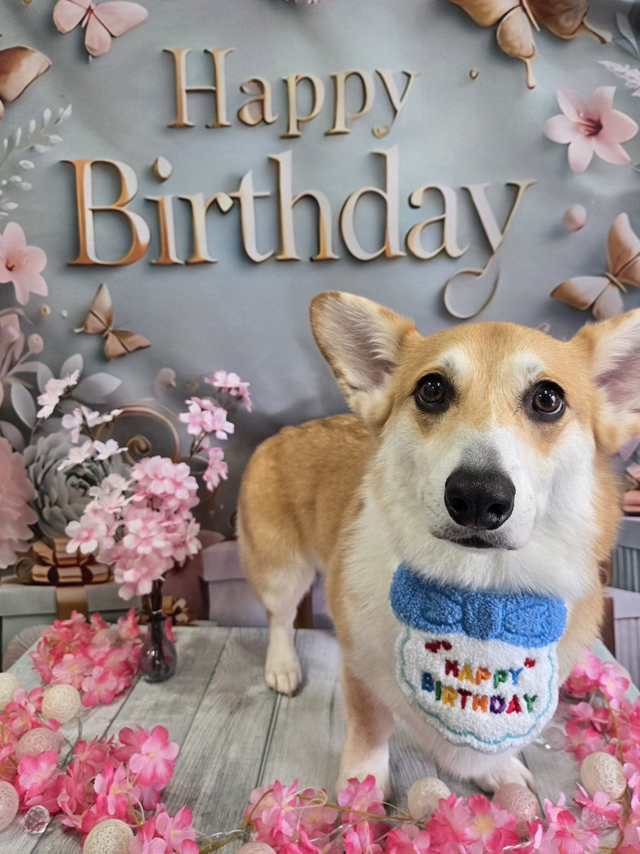 krm_htt's tweet photo. トリミング✂️🐶 https://t.co/eqwmWcS3Vv