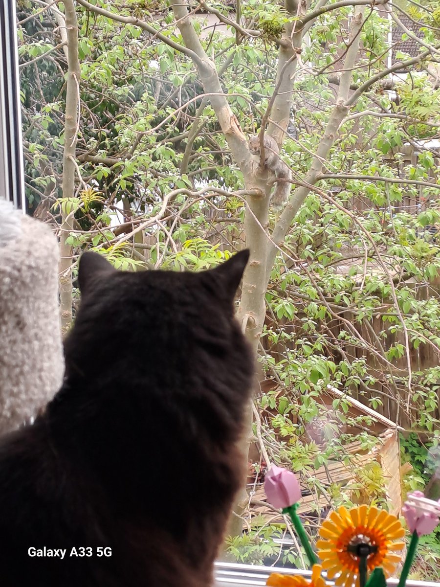 Eleanor14943493's tweet image. ZOOM IN ZOOM IN 💕 here i am this morning having an 👀 to 👀 standoff with a 🐿 in the tree 😂🙌😊💖 #HappyFriday to all my furfriends &amp;amp; their wonderful humans ❤️ 💙 💜🐾