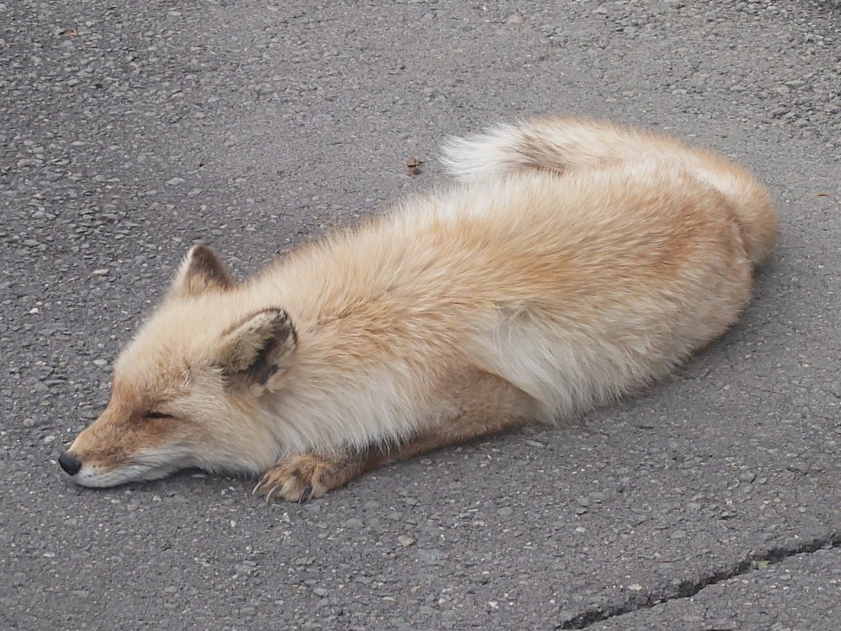 Cheng-Ren🦊🐺 tweet media