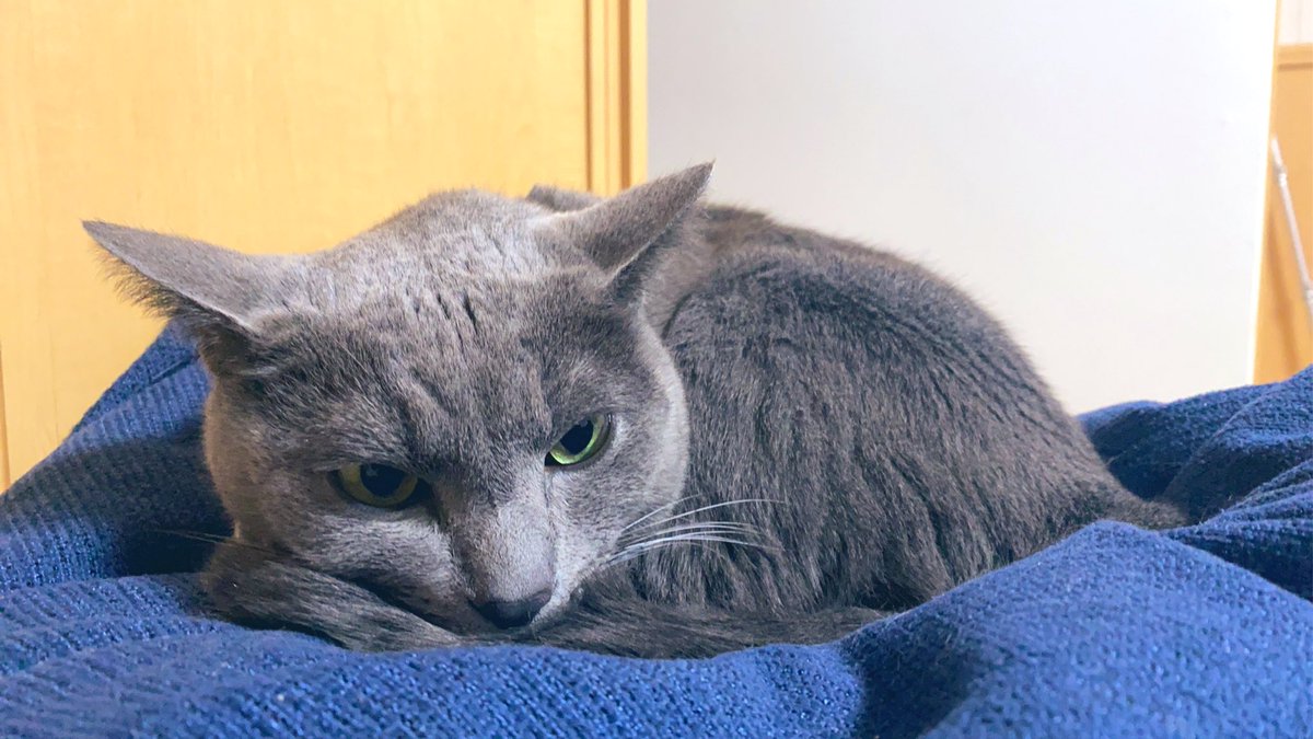 vessel@行方不明の猫を探しています tweet media