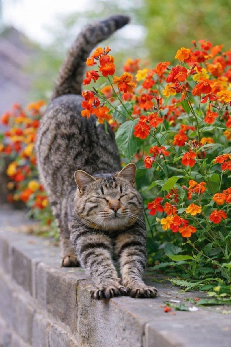 AnsarArooma's tweet photo. Good morning X World 🕊️🍀🌹🍀☀️ https://t.co/07WGyqtvGz