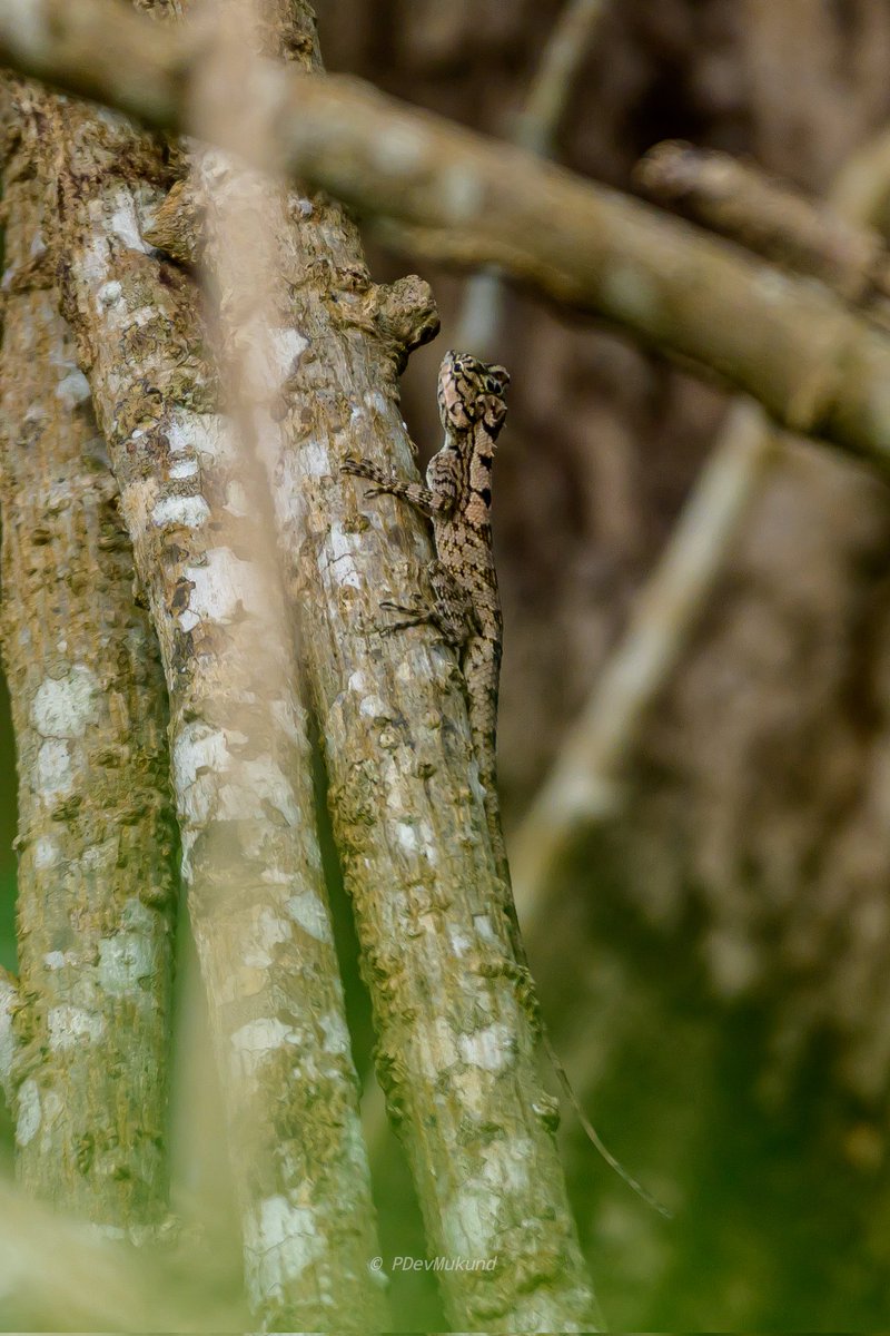 DevMukund8's tweet image. An #endemic beauty of Sri Lanka 🇱🇰🦎
The Painted Lip #Lizard Calotes ceylonensis is a truly unique reptile species found only in Sri Lanka (#endemic).
#Iranamadu 
Nature of #Kilinochchi
PDevMukund Photography "தேவ் முகுந் புகைப்படவியல்" 
SriLanka   
#bird  #animals  #wildflowers